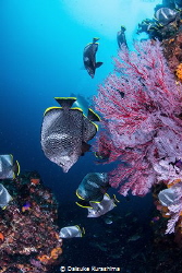 Wrought iron butterflyfish
Endemic species in Japan.
In... by Daisuke Kurashima 